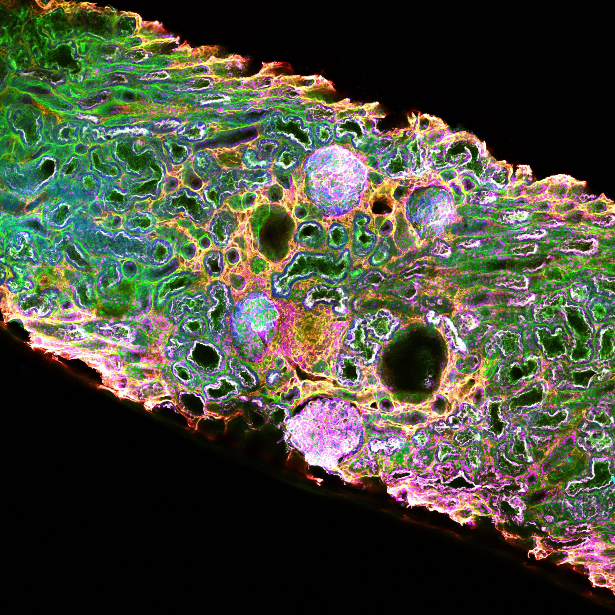 Cleared kidney biopsy under multi-colour fluorescence. Whole-tissue overview, Magnephy in-house imaging.
